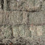 Paca Alfalfa