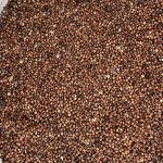 Sorgo Entero