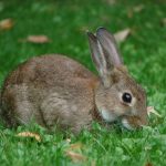 Conejo