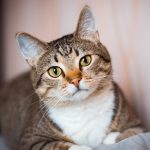 Gato