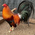 Gallos