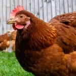 Ponedora